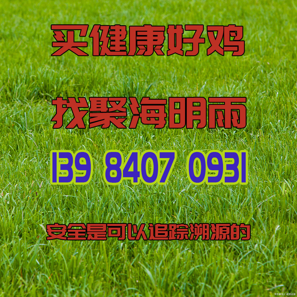 买健康好鸡，找聚海明雨，电话13984070931